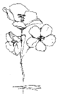 blomst5.gif (5075 bytes)